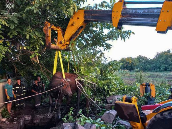 В Николаевской области на подъемном кране "летала" корова. Фото