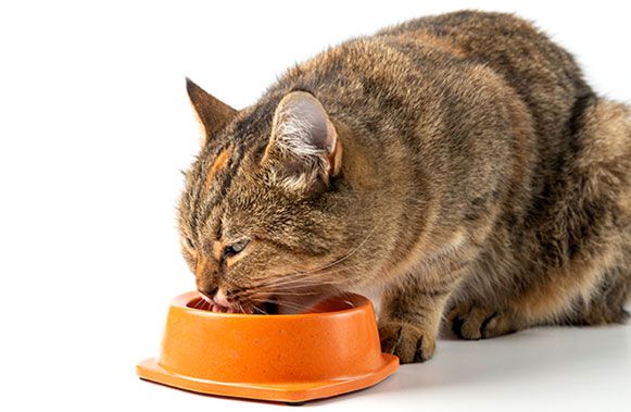 Как выбрать консервы для кошек: на что обращать внимание