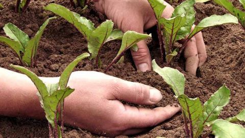 Жителям Николаевщины компенсируют 3300 гривен за потерянный урожай овощей на каждой сотке земли