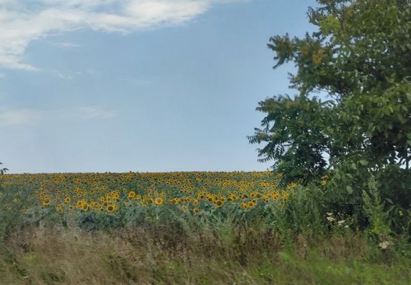 Три дня подряд на Николаевщине были побиты три температурных рекорда