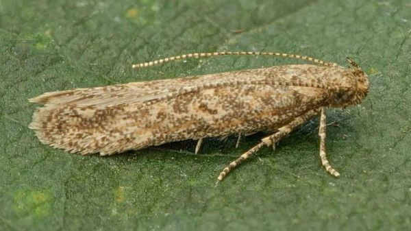 Из-за опасных насекомых в нескольких населенных пунктах Николаевщины объявлен карантин