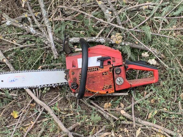 На Николаевщине браконьеров оштрафовали на 255 грн за снос здоровых деревьев