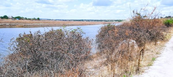 Ущерб от затопления заказника Ивано-Кепино составил почти полмиллиарда гривен