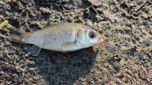 Экологи установили причину замора рыбы на николаевском пляже «Стрелка»