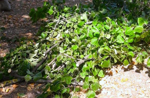 Чиновнику из «Николаевских парков» за варварскую обрезку деревьев «попеняли» админпротоколом