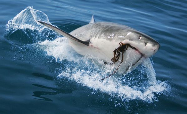 В Тихом океане акулы потопили российскую кругосветку