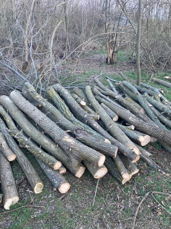 В Николаевской области поймали и объявили подозрение браконьеру, который спилил ясеней на 100 тысяч гривен