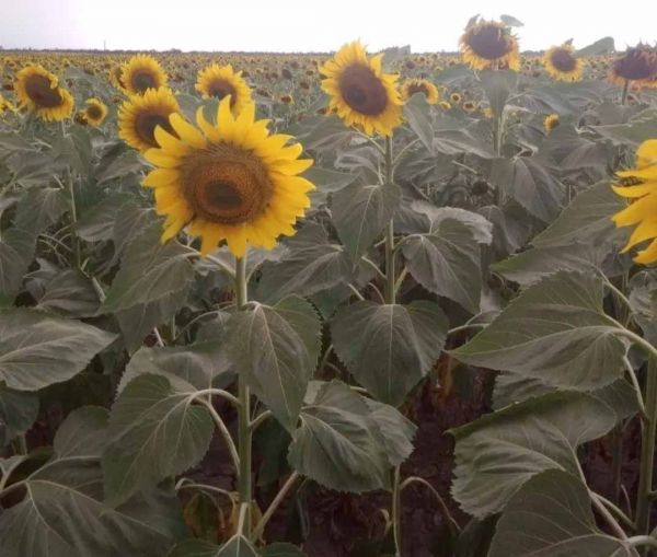 Граждане страны-агрессора наладили земельный бизнес в Николаевской области