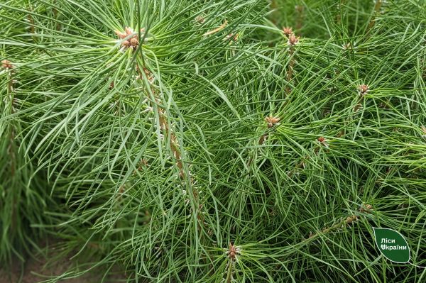 Осенью на Николаевщине планируют засадить 3300 га леса