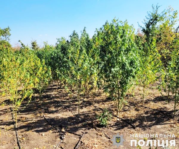 В Вознесенском районе бывший зек организовал «фермерское хозяйство» по выращиванию конопли