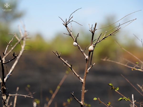 В Николаевской области запрещено ходить в лес