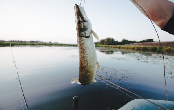 В водоемах Николаевщины установлен запрет на вылов рыбы в зимовальных ямах (список)
