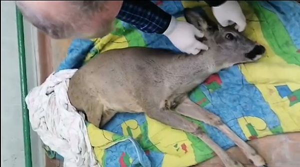 Ветеринар Николаевского зоопарка рассказал о состоянии косули, которую на Водопое сбил автомобиль