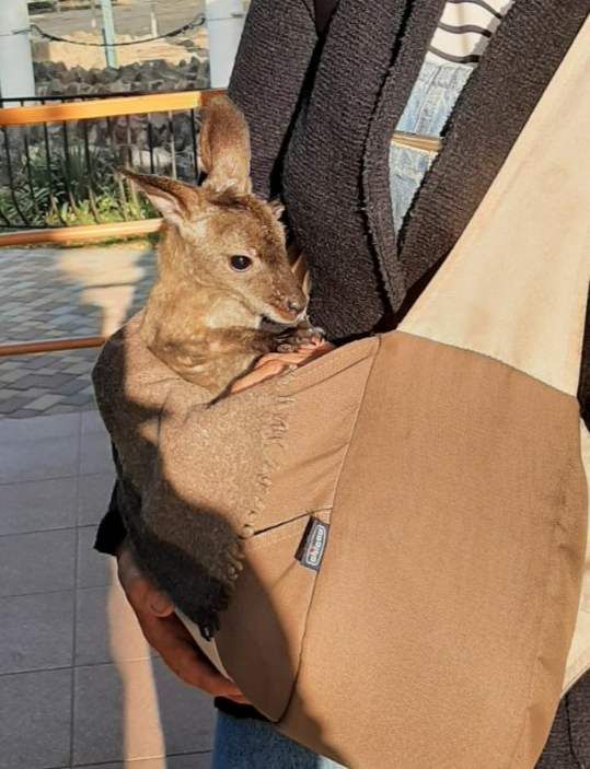 В Николаевском зоопарке спасли кенгуренка Сему, который потерял маму