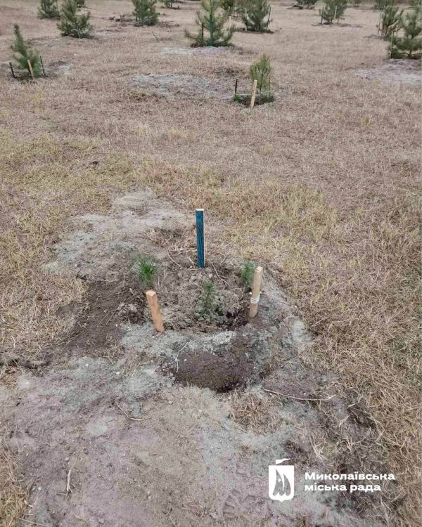 В Парке Победы кто-то выкопал три саженца сосны