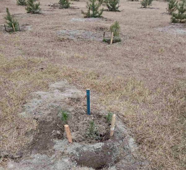 В Николаеве в парке Победы украли несколько сосен, высаженных неделю назад