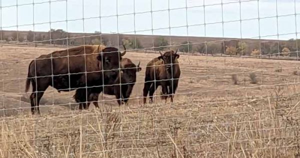 На Николаевщину привезли двух бизонов