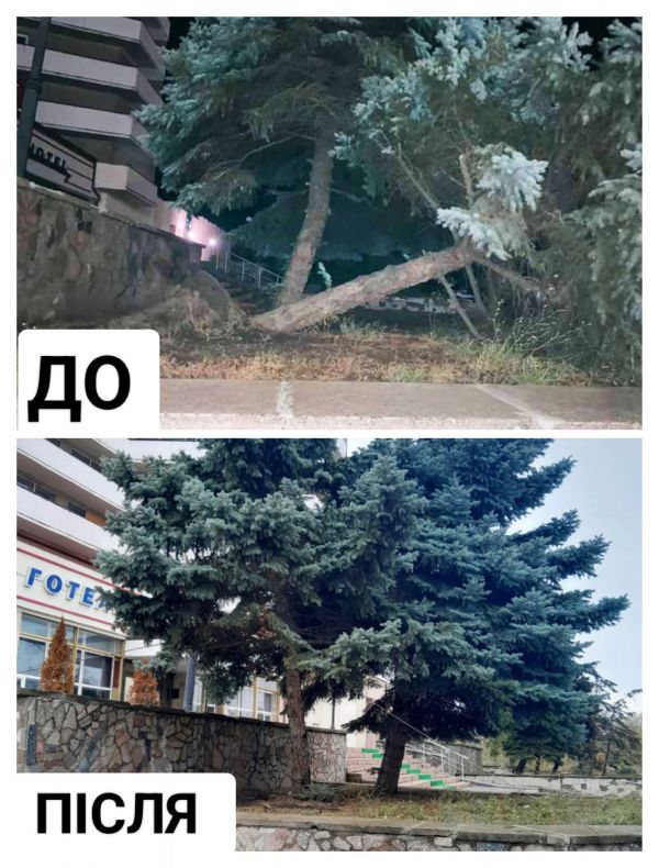 В Николаеве спасли голубую ель