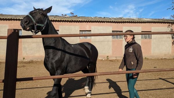 В прифронтовом Николаеве нашли приют кони, вывезенные из-под обстрелов