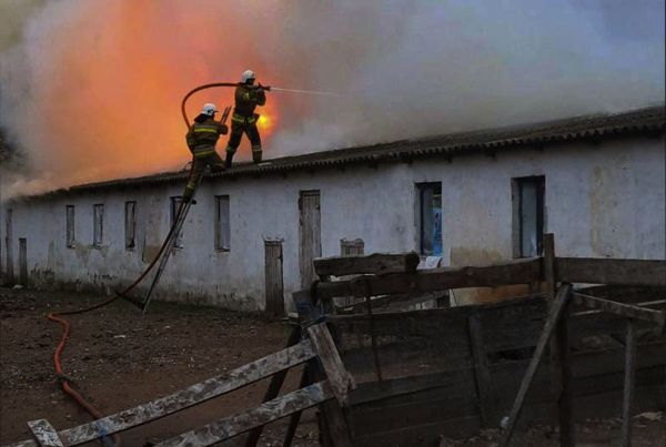 В Николаевской области погибли три тысячи кур