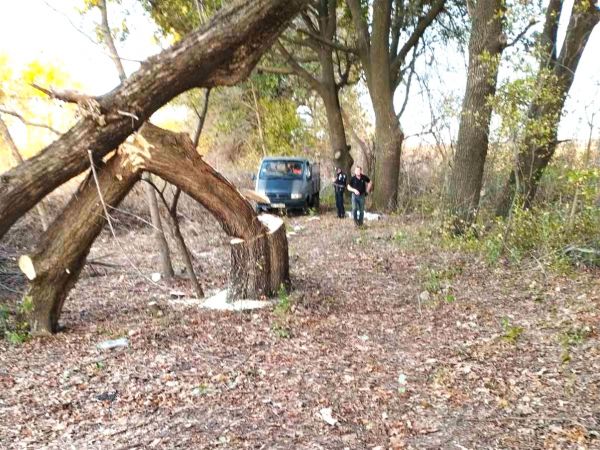В Николаевской области вычислили лесного браконьера, спилившего кленов и ясеней на сто тысяч гривен