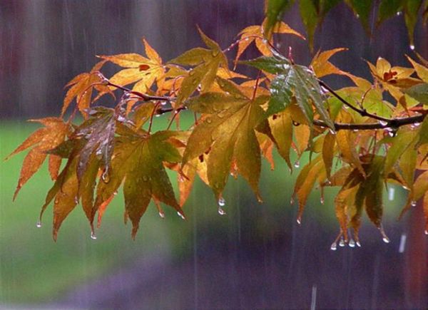 На выходных Николаев накроет сильный дождь: полиция призывает к осторожности