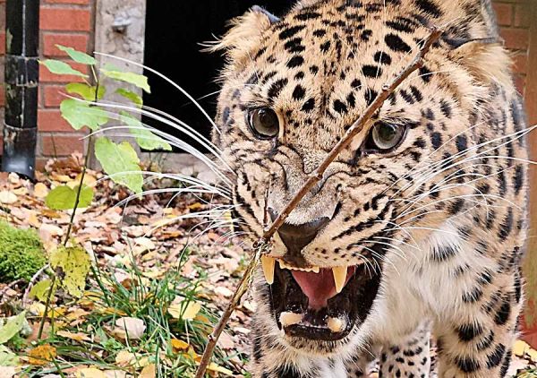 Из Николаевского зоопарка отправили к невесте в Швецию красавца-леопарда