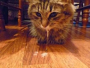 Бешенство и африканская чума свиней обнаружены в 10 населенных пунктах Николаевской области