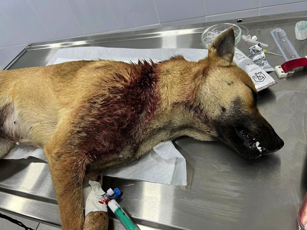 На рынке в Новой Одессе женщина пыталась отрезать голову живой собаке