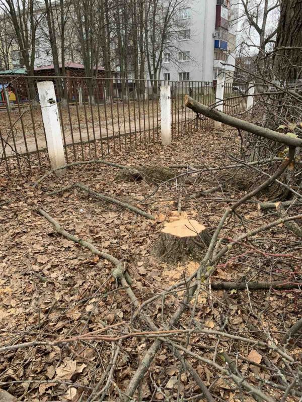 На Николаевщине в лицее «Эрудит» появились 43 пня