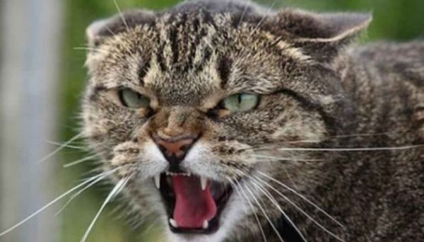 В Варваровке объявлен карантин по бешенству