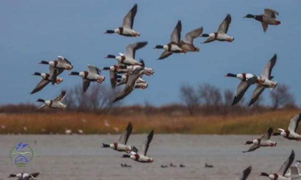 На лиманы Причерноморья вернулись тысячи галагазов
