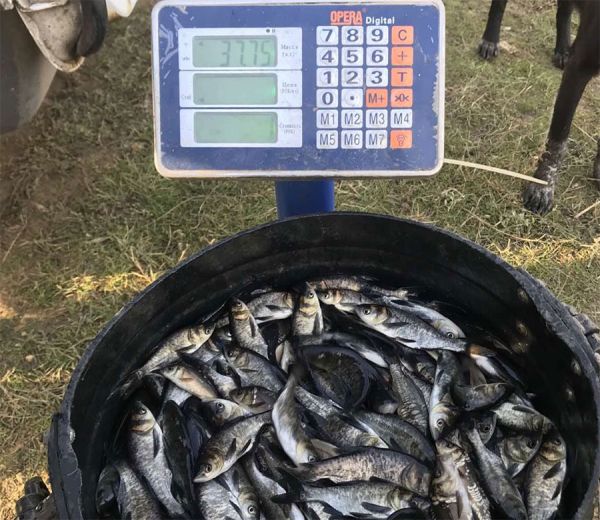 В Александровское водохранилище выпустили более 100 тысяч особей молодняка толстолоба и карпа