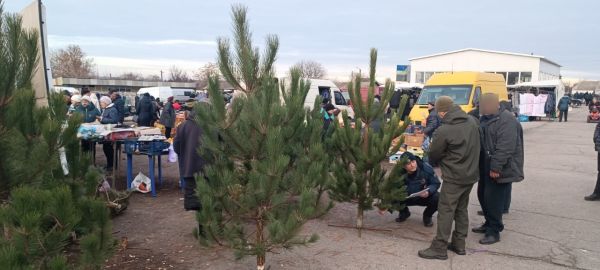 В Николаевской области арестовывают новогодние сосны без маркировок. Фото