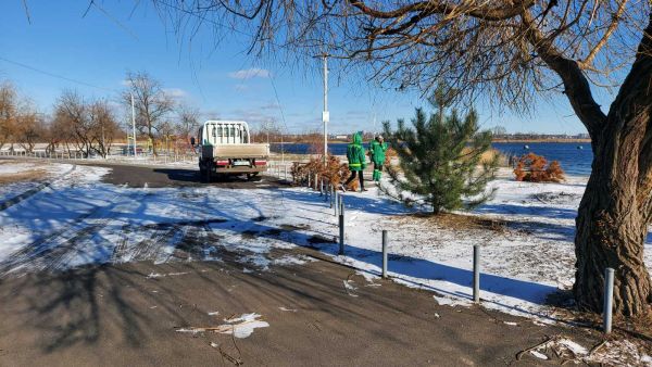 На николаевском пляже «Прибой» снесли сосны, высаженные горожанами