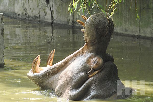 Старейший житель Николаевского зоопарка принимает поздравления с днем рождения