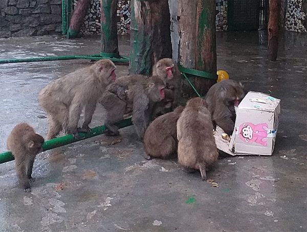 Николаевскому зоопарку из городского бюджета выделили только половину запрошенной суммы