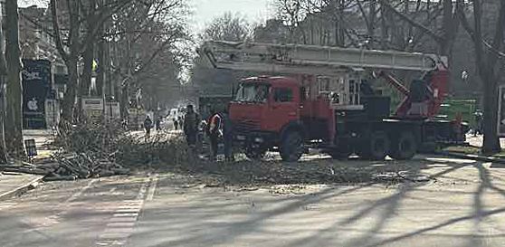 Экоинспекция остановила варварское кронирование деревьев на Соборной. Надолго ли?