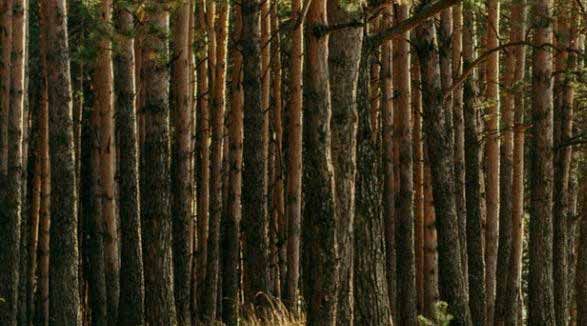 В Николаевской области хотели украсть у государства 40 гектаров леса