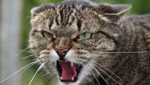 В Очакове семья приютила кота, а он оказался бешеным и покусал новых хозяев