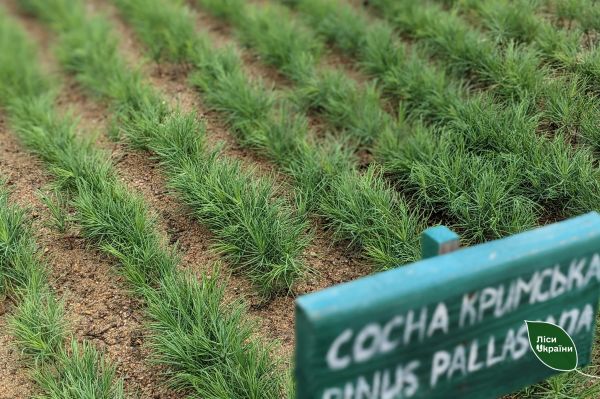 На Николаевщине лесники и экологи утвердили участки для высадки леса