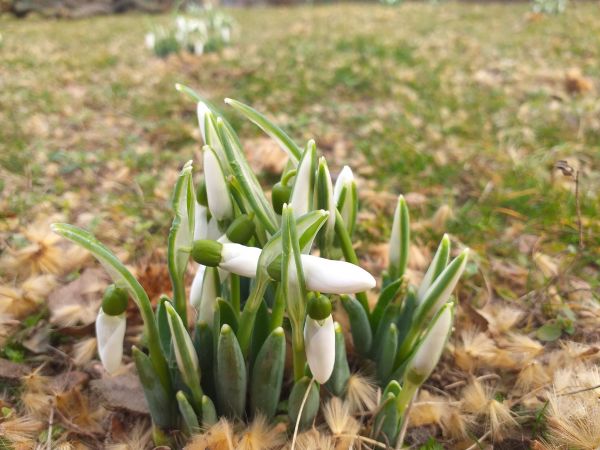 Перед Днем Святого Валентина в Николаеве расцвели подснежники (фото)