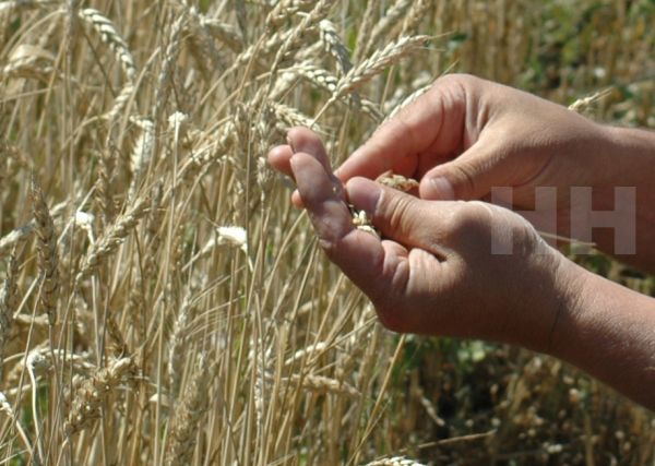 Имея необходимую базу и оснащение, николаевское государственное сельхозпредприятие потеряло десятки миллионов гривен