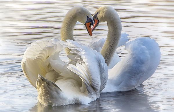 14 февраля влюбленные смогут пройти в Николаевский зоопарк по одному билету. А Валентины – бесплатно