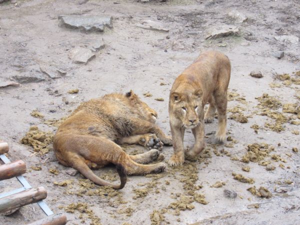 Так надо: по львиному вольеру в Николаевском зоопарке разложили слоновий навоз