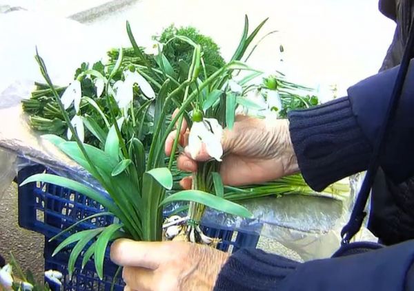 В Николаеве на рынках открыто продают краснокнижные подснежники