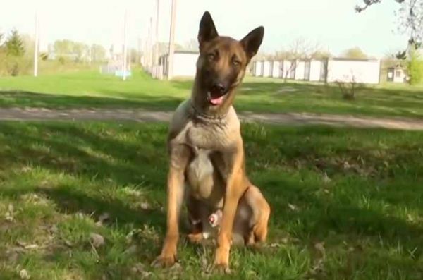 На разминирование Николаевщины направляют специально обученных собак