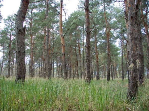Будут судить бывшего директора госпредприятия в Николаевской области
