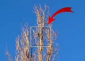 Школьники Захаровской гимназии просят спасти котенка, который уже пятые сутки не может слезть с высокого тополя