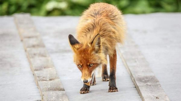 В Корабельном районе Николаева объявили карантин по бешенству